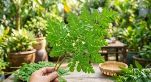 Eating moringa leaf soup: What are the benefits for the liver, brain, blood sugar, and blood lipids?