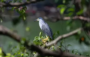 Storks and herons are seen in large numbers around Ho Guom Lake.