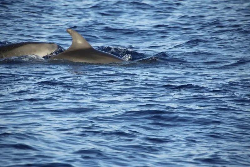 A pair of bottlenose dolphins swimming together in the ocean.