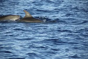 A 2013 study found that bottlenose dolphins could recognise the signature whistles of former companions they had not heard for more than 20 years — one of the longest social memories ever documented in a non-human animal.