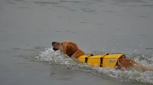 Tsunami, the rescue dog, wins hearts for saving 13 lives from rubble after Venezuela earthquakes