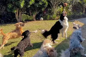If your dog does this at daycare, it could be a red flag, expert warns