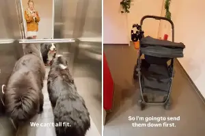 Mom Can’t Fit Stroller, 2 Huge Dogs in Elevator—Then Comes an Idea
