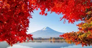 As autumn arrives in Japan, the mountains and forests change their attire.