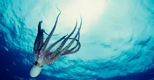 Most of an octopus’s brain cells live in its arms, not in its head — only about 8 percent of its 500 million neurons sit inside the central brain, with the rest spread across the eight arms and the optic lobes behind its eyes, in a body design some neuroscientists describe as the closest thing to an alien mind humanity has ever studied