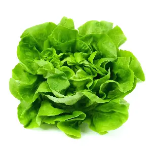 Parasitic outbreak of cyclosporiasis linked in Michigan to lettuce