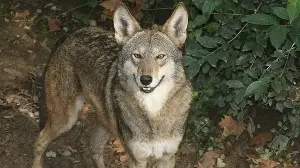 Red wolves may still exist genetically.