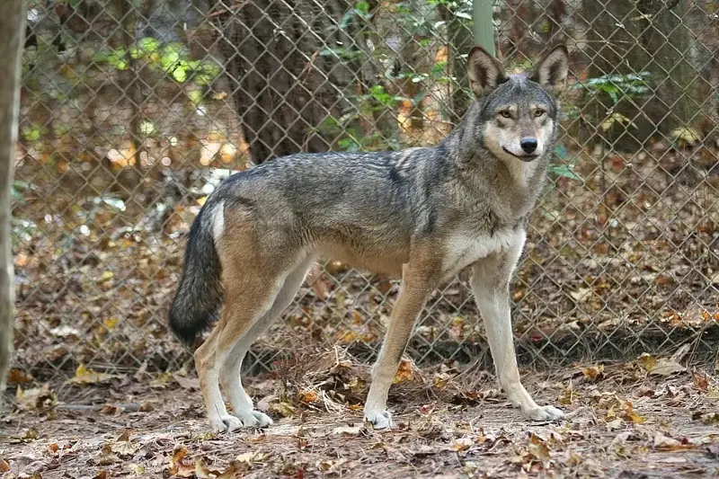 A captive female red wolf. Today's red wolves descend from a small captive breeding group started in the 1970s.