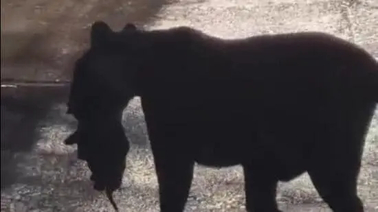 The forest department is monitoring the nine-year-old tigress and her cubs to ensure their safety.