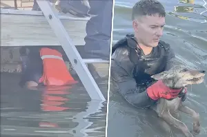 Florida firefighters believe they're rescuing a dog swimming for its life – only to get a huge shock