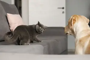 117LB Great Dane Meets 7LB Kitten, What Happens Next Caught on Camera