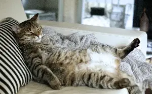 Paws for thought: Science proves your cat really is that lazy