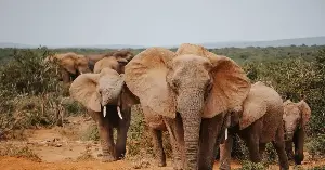 Wild mammals weigh less than humans.