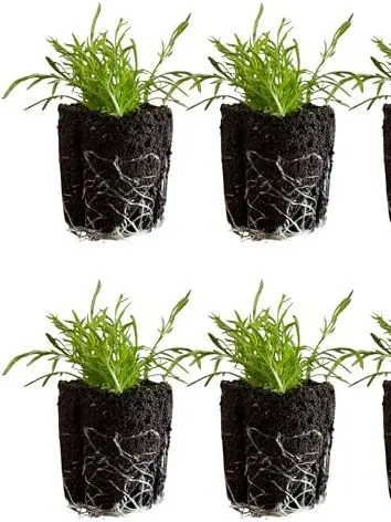 Chamomile Seedlings: Ready-To-Plant, Starts, Starters, Plugs, Garden Ready, Live Plants, Transplants, Pre-Sprouted, Soil & Hydroponic Gardens (6 Seedlings)