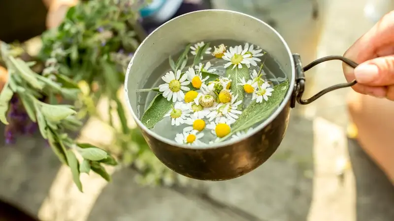 Fresh chamomile flowers in a pot with water for a tea infusion