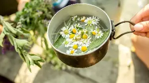 Why Gardeners Are Watering Their Plants With Chamomile Tea – And How to Do It
