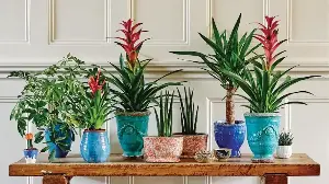 If Your Houseplants Won't Stop Turning Yellow, Look Beneath the Soil Surface – This Common Cause is Often Missed