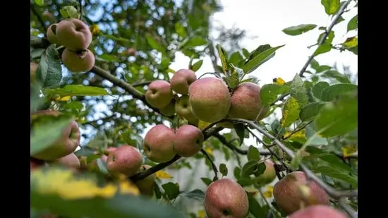 The immortal, eternal apple! (Shutterstock)
