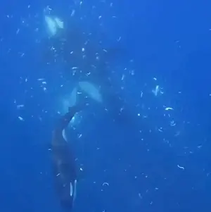 Orcas smash fish into purée for their young (or are they just having fun?)