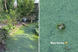 Couple Buy Old Home, Then Discover Something Unexpected in Backyard