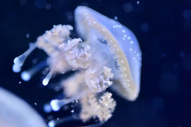 Captivating close-up of a jellyfish showcasing its intricate details in an underwater setting.