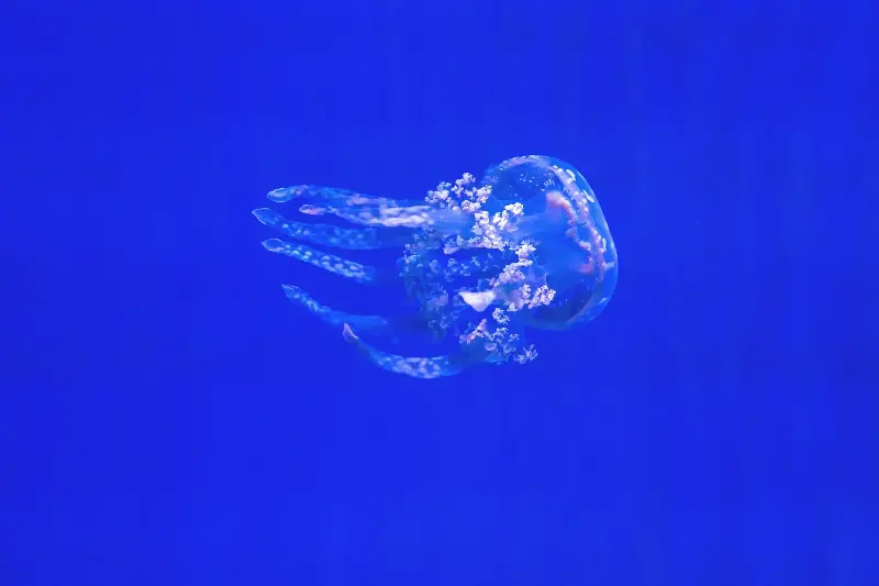 A stunning jellyfish floating gracefully in a bright blue ocean scene.