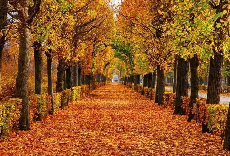 Các công viên ở Vienna là niềm vui đầy màu sắc vào mùa thu.