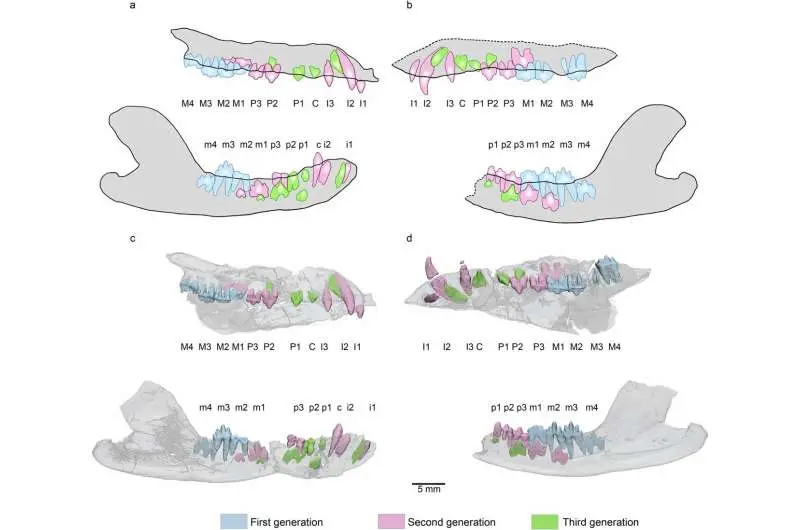 One ancient swimming mammal fossil and two evolutionary surprises, including an extra generation of teeth