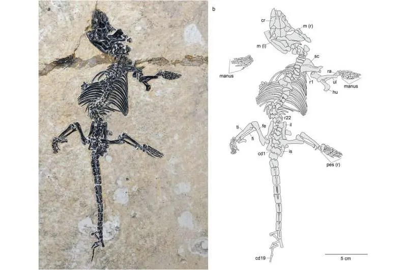 One ancient swimming mammal fossil and two evolutionary surprises, including an extra generation of teeth