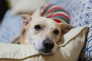 German Shepherd Is Gifted Mom’s Pregnancy Pillow, Response Melts Hearts