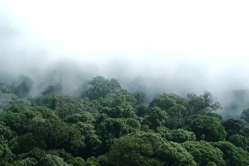 A misty tropical rainforest canopy seen from above.