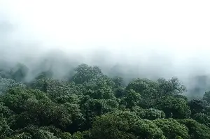 Two marsupial species once known to science only from fossils, and thought lost for more than 6,000 years, have been confirmed alive in the rainforests of New Guinea’s Vogelkop Peninsula — a discovery made possible by old museum specimens, rare field photographs, fossil fragments and the knowledge of Indigenous Tambrauw and Maybrat elders.