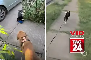 Viral Video of the Day for August 18, 2026: Dog's hilarious escape turns a simple walk into a wild chase