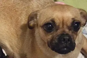 Dog births healthy puppies, but their unexpected appearance shocks rescuers: "She has 2 little cows"