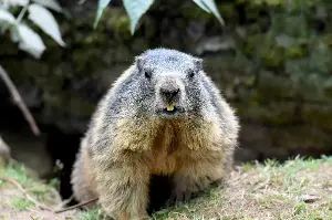 Marmots got money troubles: Cuts to UCLA research lead scientists to OnlyFans