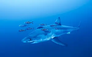 Great white shark filmed in the Mediterranean