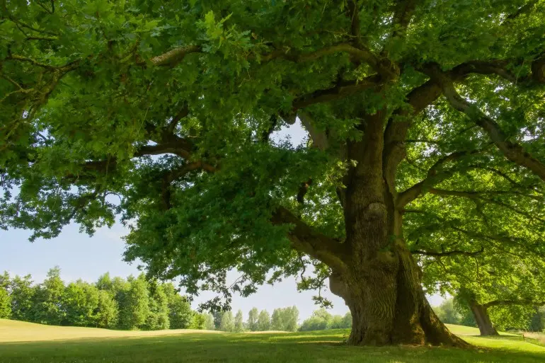 شجر البلوط oak (شترستوك)