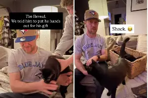 Man Goes on Business Trip, Wife ‘Accidentally’ Gets 7 Cats While He’s Away