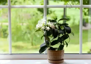 4 types of plants that help purify the air in the bedroom, contributing to a good night's sleep.