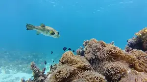 The women helping Tanzania’s coral reefs recover
