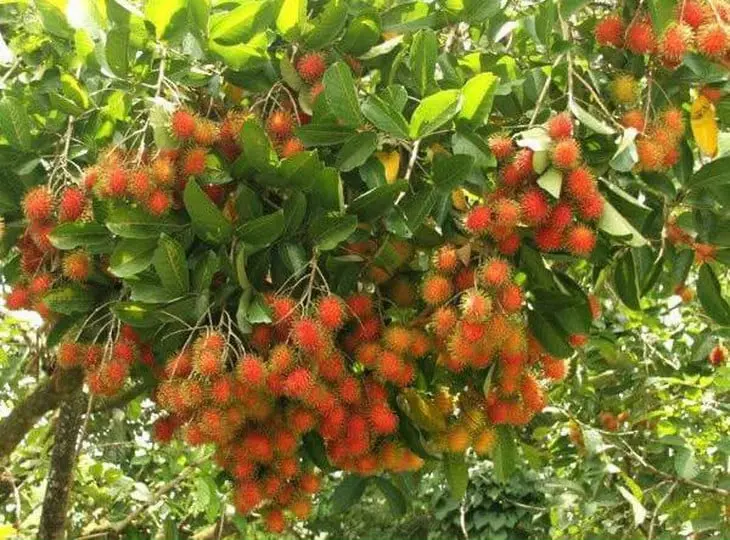 chôm chôm - Ảnh 1.