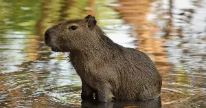 Capybaras and caimans coexist peacefully