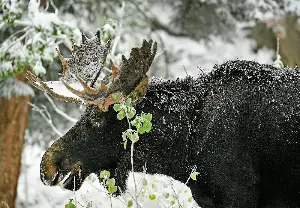 Moose attacks dog walker in Colorado mountains near Winter Park
