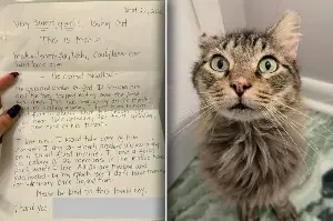 Shelter cat arrives with a note that has employees in tears: "I would take care of him forever"