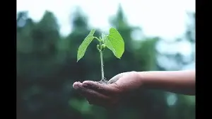 EcoSikh plans to plant 75 native tree forests in Amritsar