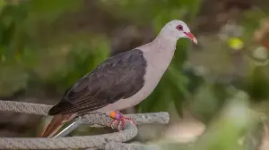 The pink pigeon faces genetic challenges.
