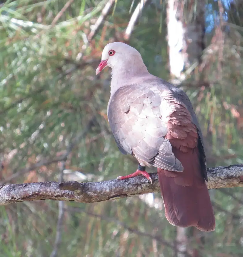 Conservation efforts lifted Mauritius’s pink pigeon population from about 10 birds to several hundred. But a 2022 study found genetic diversity continued to decline, leaving the species vulnerable despite its numerical recovery.