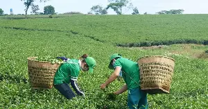 Promoting the B'Lao tea brand in conjunction with tourism.
