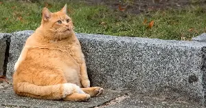 Cats rarely meow at other adult cats. They save the meow mostly for humans, then learn which pitch and urgency get a person to open the door, fill the bowl, or pay attention
