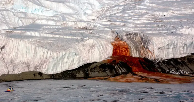 A deep red stain of iron-rich outflow spilling down the white face of an Antarctic glacier.